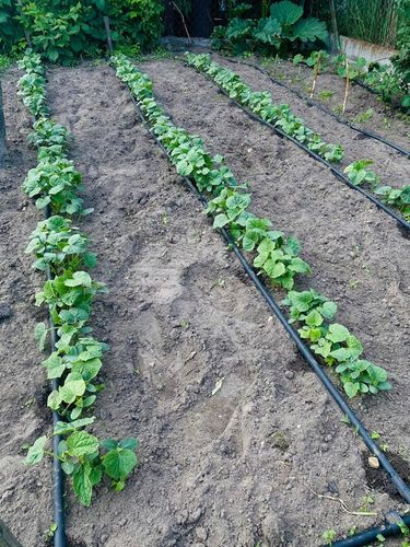 LINIA KROPLUJĄCA WĄŻ KROPLUJĄCY DO OGRODU Pocący Nawadnianie 100m Fi16 na Arena.pl