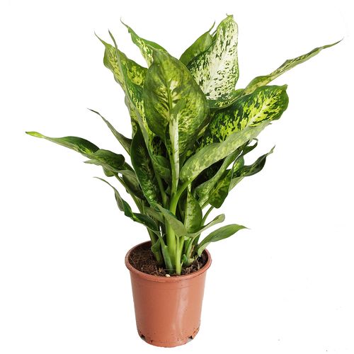 DIEFFENBACHIA  - DIFENBACHIA COMPACTA 40cm na Arena.pl