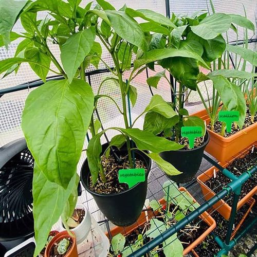 Podpórki do Roślin Kwiatów do Wiązania Zestaw na Arena.pl