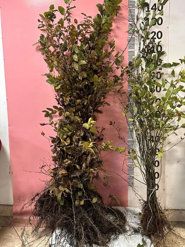 Grab Pospolity sadzonki 100-150 cm SZKÓŁKOWANY nie siewka PAKIET 50 szt na Arena.pl