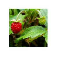 BARDZO PLENNA POZIOMKA odmiana RUGIA, 10 szt. sadzonek ukorzenionych