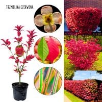 Trzmielina Czerwona efektowny krzew KRZEW 35-60 cm