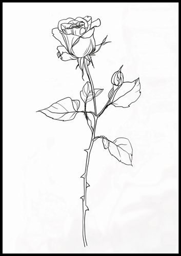 Plakat 70x100cm Kontur Róży na Arena.pl