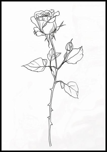 Plakat 70x100cm Kontur Róży zdjęcie 2