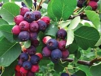 Świdośliwa olcholistna MARTIN Niewysoka odmiana Sadzonki w doniczkach