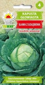 Kapusta głowiasta Sława z Gołębiewa nasiona 2g zdjęcie 4