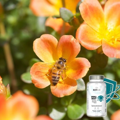 Best Lab ImmuBest BESTLAB Immu Best Odporność Wzmocnienie Colostrum Kurkuma na Arena.pl
