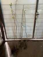 Jarząb Pospolity (Sorbus aucuparia) 80-120cm