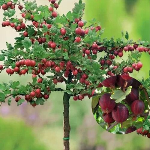 AGREST TRIUMF NA PNIU CZERWONY PLENNY wyjątkowo soczyste i zdrowe na Arena.pl