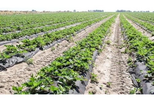 Kołki do agrowłókniny 20 cm 50 szt. na Arena.pl