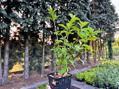 Hortensja bukietowa 'Diamant Rouge' (Hydrangea paniculata) Doniczka 1.0L na Arena.pl