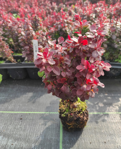 Berberys Thunberga LUTIN ROUGE 10-30cm Rubinowa Ozdoba na Arena.pl