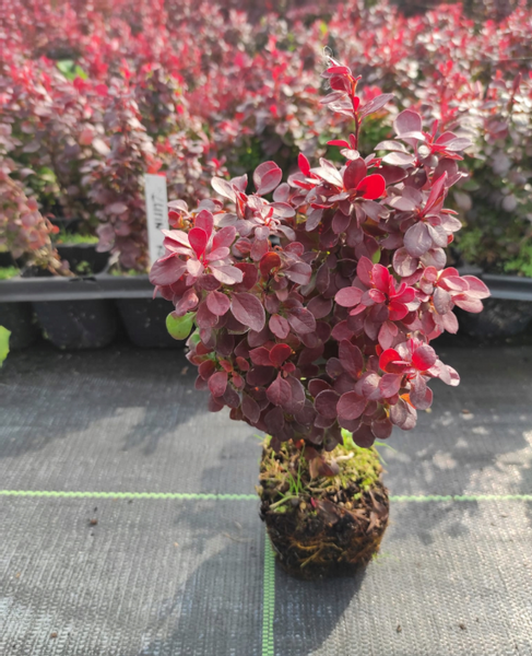 Berberys Thunberga LUTIN ROUGE 10-30cm Rubinowa Ozdoba zdjęcie 2