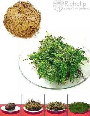 Róża Jerychońska na Arena.pl