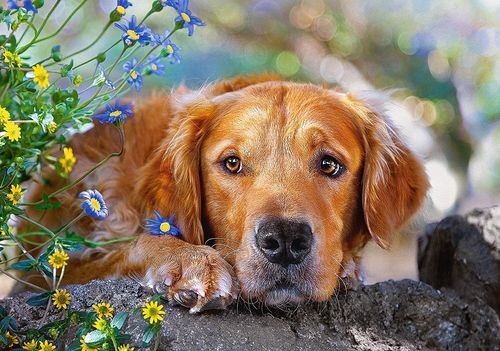 Castor 500 elementów, Pies na Arena.pl