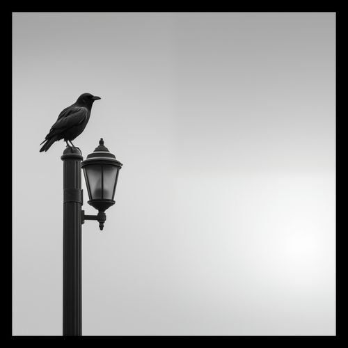 Plakat 40x40cm Samotny Postój Kruka na Arena.pl