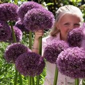 Allium Czosnek Ozdobny GLLOBEMASTER