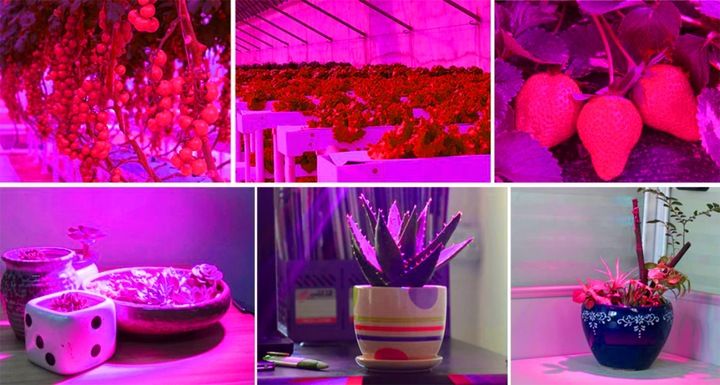 Lampa Panel do Wzrostu Uprawy Roślin 200 LED E27 zdjęcie 12