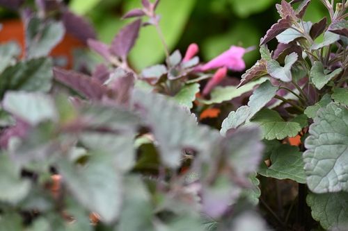 Kłosowiec Morello - Agastache na Arena.pl