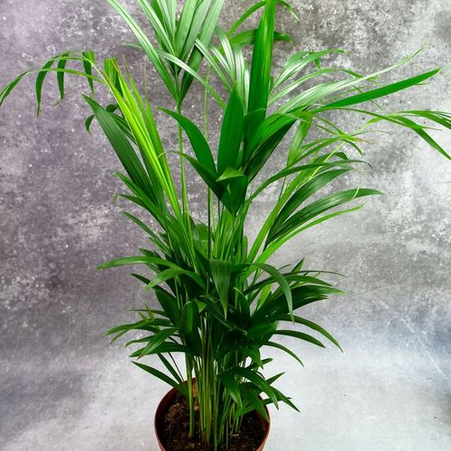 Areka palma Areca Dypsis czyści powietrze Wys. 70cm Zimoodporne na Arena.pl