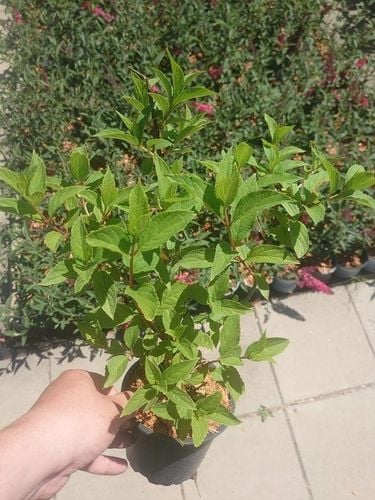 HORTENSJA bukietowa FRAISE MELBA INTENSYWNA CZERWIEŃ DUŻA XXL sadz. C2 na Arena.pl