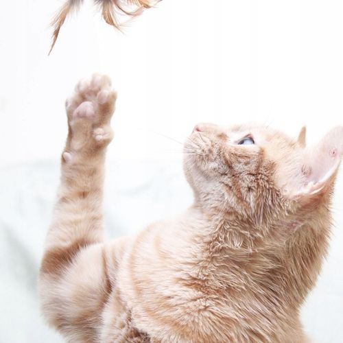 DUŻY ZESTAW ZABAWEK ZABAWKI DLA KOTA KOTÓW TUNEL WĘDKA PIŁKI MYSZ LEGOWISKO na Arena.pl