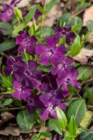 Barwinek pospolity Atropurpurea - Vinca minor