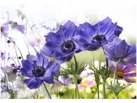 OBRAZ DRUK KWIATY OGRODOWE FIOLETOWE