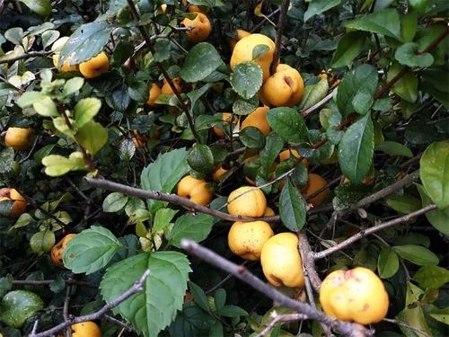 Pigwowiec pośredni JET TRAIL Białe kwiaty C2 na Arena.pl