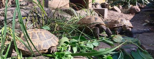 Podłoże dla żółwia greckiego stepowego do terrarium Testudo Soil Baby 25 L na Arena.pl