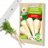 PIETRUSZKA KORZENIOWA NA TAŚMIE HALBLANGE TAŚMA NASIENNA NASIONA PIETR