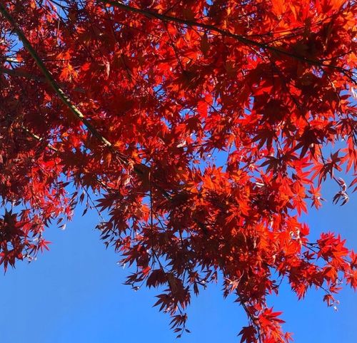 Klon Palmowy ATROPURPUREUM Sadzonka 1L na Arena.pl