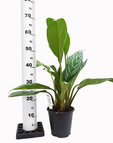 AGLAONEMA STRIPES 60 cm na Arena.pl