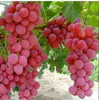 WINOGRON czerwony szczepiony odporny na mróz - sadzonki 5 / 10 cm