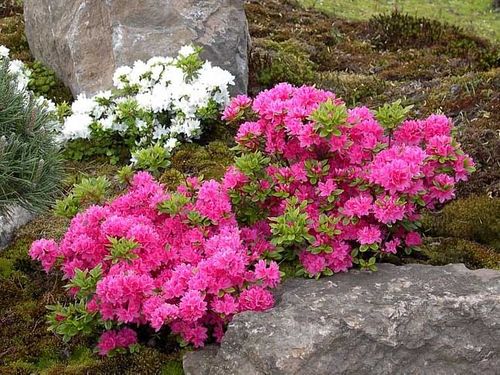 Azalia japońska Rokoko C2 E na Arena.pl