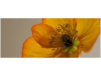 100X40CM KWIAT MAKU GEMMA STILES OBRAZ DREWNO