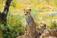 FOTOTAPETA NATURA ZWIERZĘTA LAMPARTY 380x256