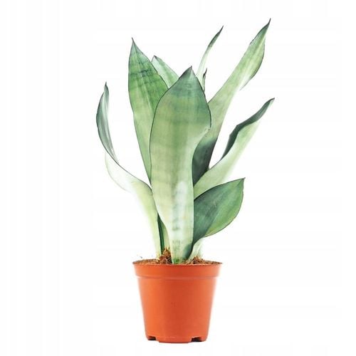 Sansevieria'Moonshine' KSIĘŻYCOWA PIĘKNOŚĆ -Sansewieria Wytrzymały Sukulent na Arena.pl