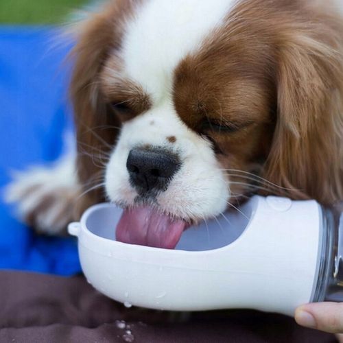BUTELKA MISKA TURYSTYCZNA BIDON NA WODĘ POJEMNIK NA KARMĘ PRZENOŚNA POIDŁO na Arena.pl