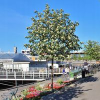 Jarząb szwedzki Jadalne owoce Na nalewki Przetwory Sadzonki w doniczkach