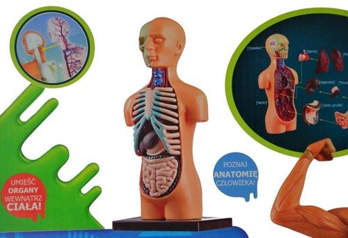 ANATOMIA CZŁOWIEKA na Arena.pl