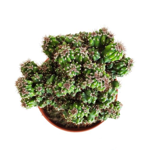 KAKTUS   20cm na Arena.pl