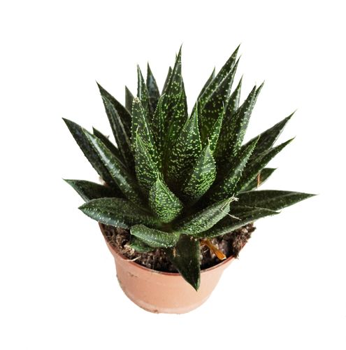 GASTERIA   20cm na Arena.pl