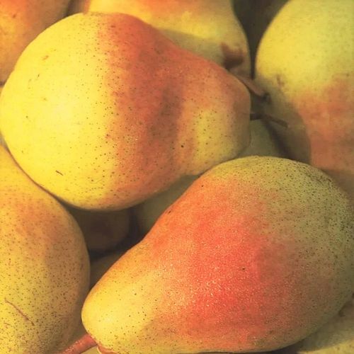 SADZONKI DRZEWKA OWOCOWE GRUSZA KLAPSA FAWORYTKA GIGANTYCZNE OWOCE na Arena.pl