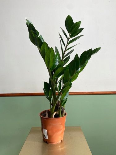 Zamiokulkas prosta w uprawie Zamikulkas 30cm na Arena.pl