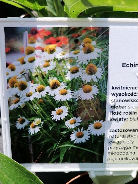 Jeżówka Meditation White miododajna zdjęcie 1