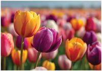 Fototapeta Na Flizelinie Do Sypialni Salonu Kwiaty 400x280