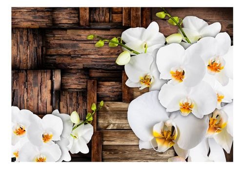 Fototapeta - Kwitnące orchidee 100x70 na Arena.pl