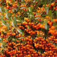 OGNIK szkarłatny Orange Charmer - sadzonki 40 / 60 cm