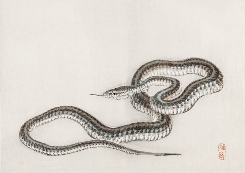 Plakat 59,4x42cm Snake, Kōno Bairei zdjęcie 1